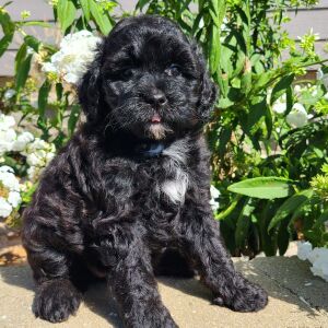 Aussiedoodle Puppy Haley