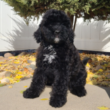 Aussiedoodle Puppy Haley