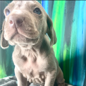 Weimaraner Puppy Balto