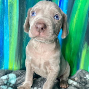 Weimaraner Puppy Balto