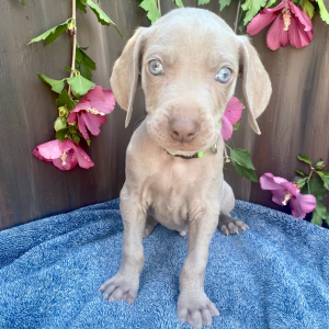 Weimaraner Puppy Balto