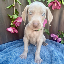 Weimaraner Puppy Balto