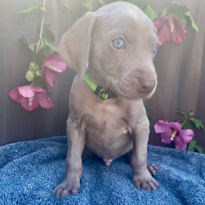Weimaraner Puppy Balto