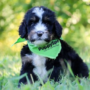 Bernedoodle Puppy Waffles