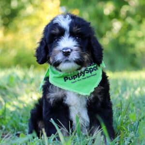 Bernedoodle Puppy Waffles