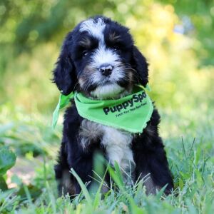 Bernedoodle Puppy Waffles