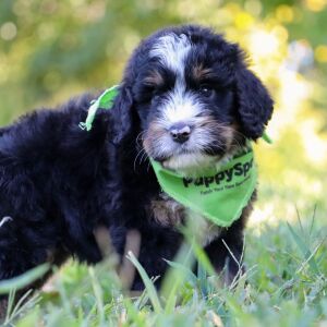 Bernedoodle Puppy Waffles