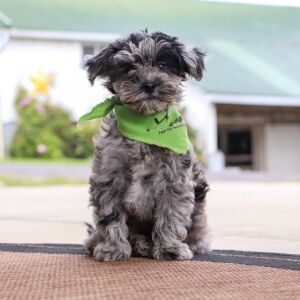 Havapoo Puppy Reece