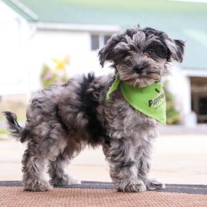 Havapoo Puppy Reece