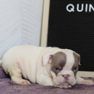Bulldog Puppy Quincy
