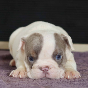 Bulldog Puppy Quincy