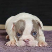 Bulldog Puppy Quincy