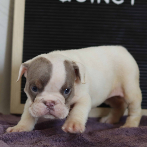 Bulldog Puppy Quincy