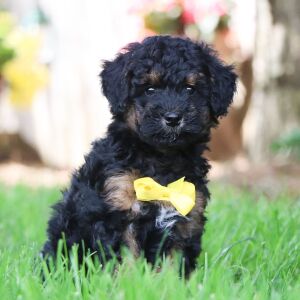 Poodle Puppy Isaiah