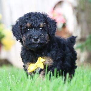 Poodle Puppy Isaiah
