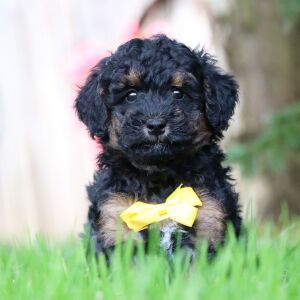 Poodle Puppy Isaiah