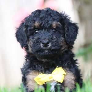 Poodle Puppy Isaiah