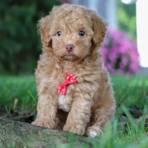 Poodle Puppy Jethro