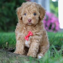 Poodle Puppy Jethro