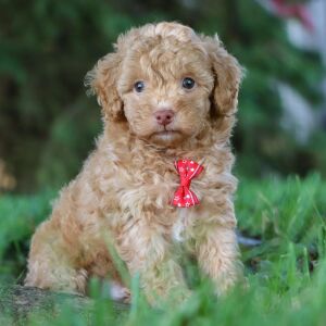 Poodle Puppy Jethro