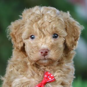 Poodle Puppy Jethro