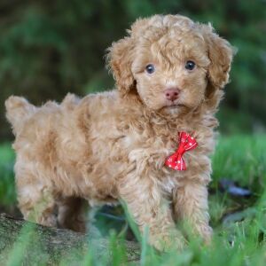 Poodle Puppy Jethro