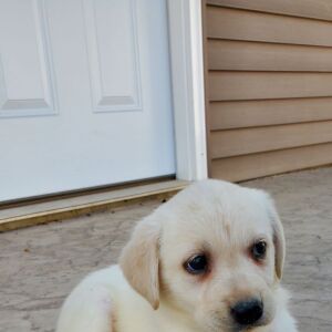 Labrador Retriever Puppy Stella