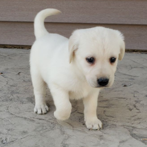 Labrador Retriever Puppy Stella