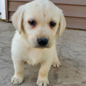 Labrador Retriever Puppy Stella