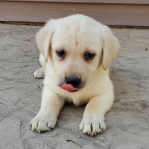 Labrador Retriever Puppy Stella