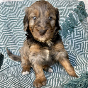 Bernedoodle Puppy Nellie
