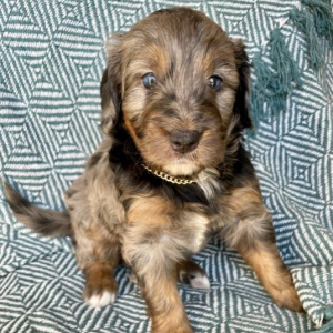 Bernedoodle Puppy Nellie
