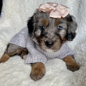 Bernedoodle Puppy Nellie