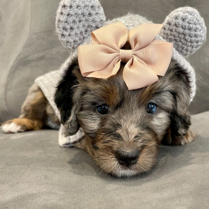 Bernedoodle Puppy Nellie