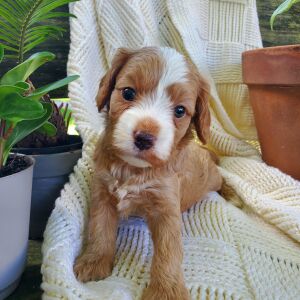 Cavapoo Puppy Cap