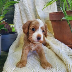 Cavapoo Puppy Cap