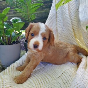 Cavapoo Puppy Cap
