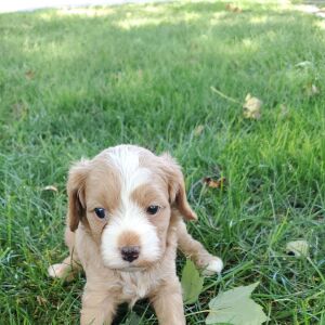 Cavapoo Puppy Cap