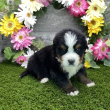 Bernese Mountain Dog Puppy Trooper