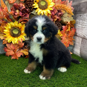 Bernese Mountain Dog Puppy Trooper
