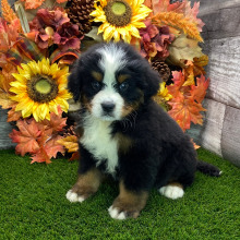Bernese Mountain Dog Puppy Trooper