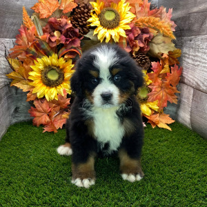 Bernese Mountain Dog Puppy Trooper