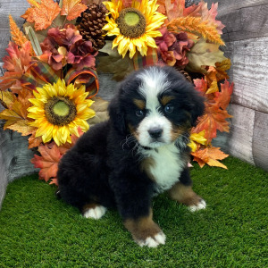 Bernese Mountain Dog Puppy Trooper