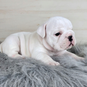 Bulldog Puppy Winter