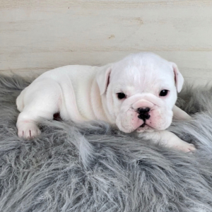 Bulldog Puppy Winter