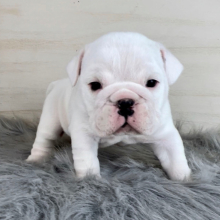 Bulldog Puppy Winter