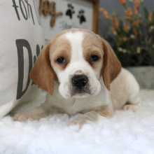 Beagle Puppy Jax