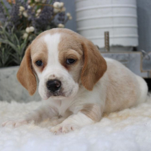 Beagle Puppy Jax