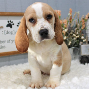 Beagle Puppy Jax