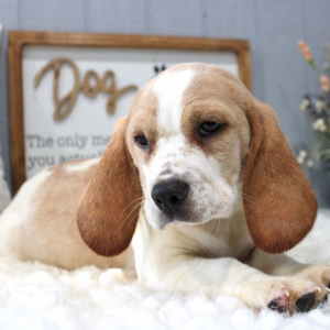 Beagle Puppy Jax